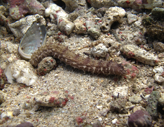  Holothuria impatiens (Mottled Sea Cucumber, Bottleneck Sea Cucumber)